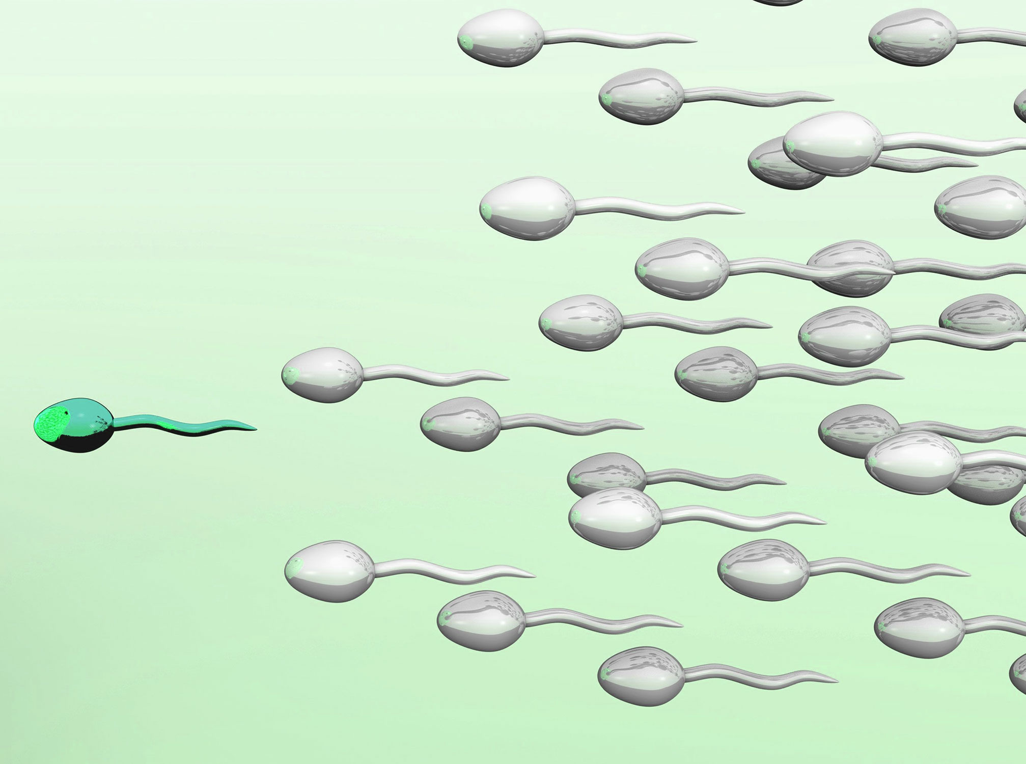 чем можно улучшить морфологию спермы фото 87